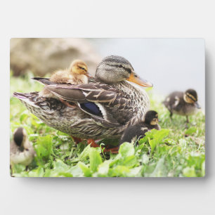 Vrouw Mallard omringd door drijfveren Fotoplaat
