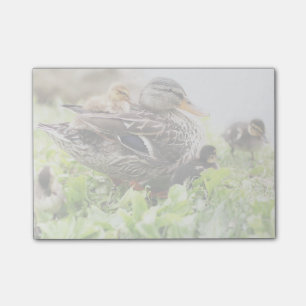 Vrouw Mallard omringd door drijfveren Post-it® Notes