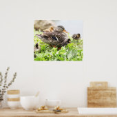 Vrouw Mallard omringd door drijfveren Poster (Keuken)