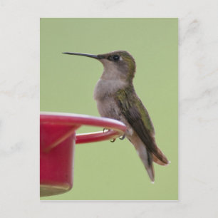 Vrouw met ruby-Throated Hummingbird Briefkaart