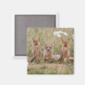 Vrouw met wift fox (Vulpes velox) met jonge Magneet (Voorkant / Achterkant)