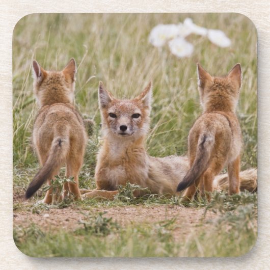 Vrouw met wift fox (Vulpes velox) met jonge Onderzetter (Voorkant)