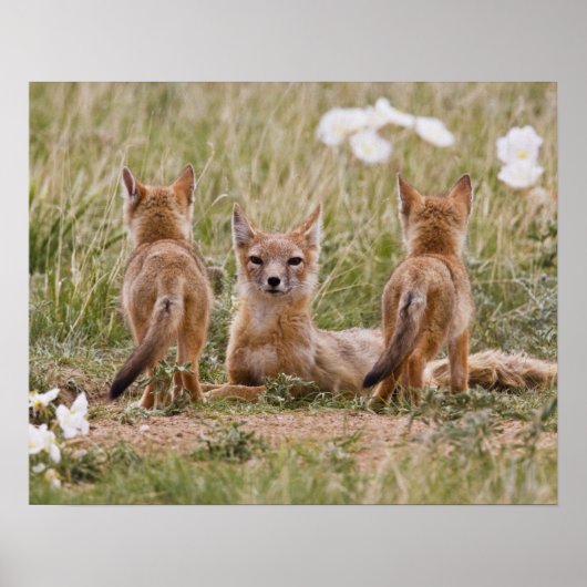 Vrouw met wift fox (Vulpes velox) met jonge Poster (Voorkant)