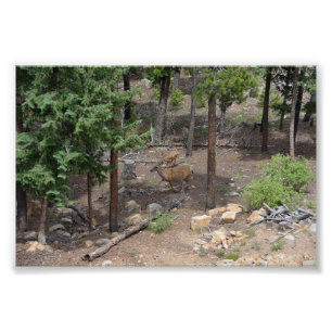 Vrouw Mule Deer en Fawn Foto Afdruk