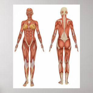 Vrouw Musculair Anatomie voor en achter Uitzicht Poster