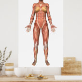 Vrouw Musculair Systeem, voorste Uitzicht Poster (Keuken)