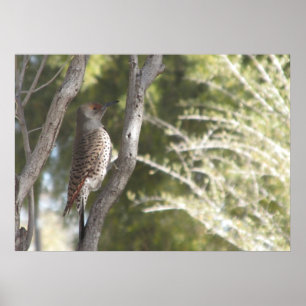 Vrouw Noord-Flicker Woodpecker Poster