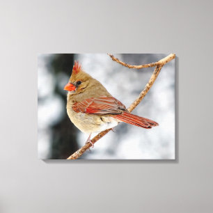 Vrouw noordelijk kardinaal canvas afdrukken