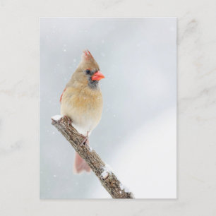 Vrouw Noordelijke Kardinaal in de Sneeuwfoto Briefkaart