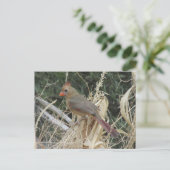 Vrouw noordelijke kardinaal op Corn Tassel Briefkaart (Staand voorkant)