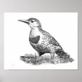 Vrouw Northern Flicker Poster (Voorkant)