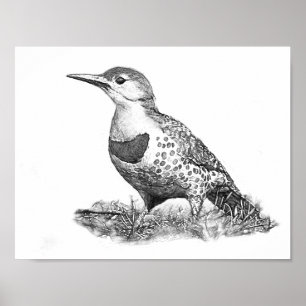Vrouw Northern Flicker Poster