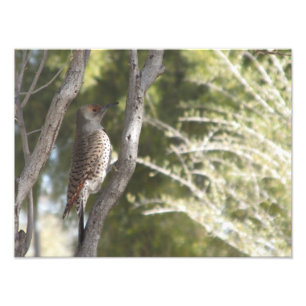 Vrouw Northern Flicker Woodpecker Foto Afdruk