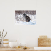 Vrouw Northern Harrier Poster (Keuken)