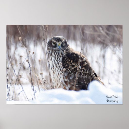 Vrouw Northern Harrier Poster (Voorkant)
