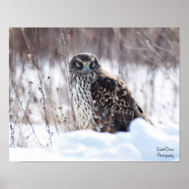 Vrouw Northern Harrier Poster
