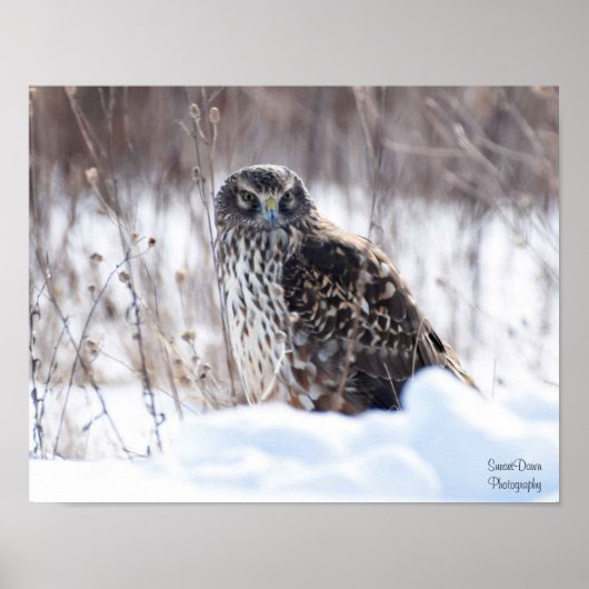 Vrouw Northern Harrier Poster (Voorkant)