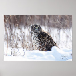 Vrouw Northern Harrier Poster