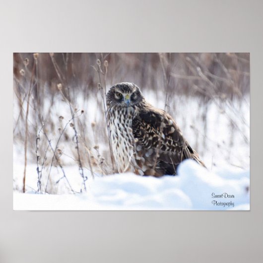 Vrouw Northern Harrier Poster (Voorkant)