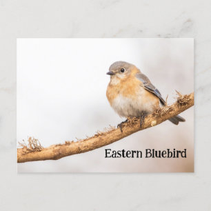 Vrouw Oosterse Bluebird Briefkaart