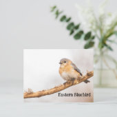 Vrouw Oosterse Bluebird Briefkaart (Staand voorkant)