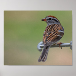 Vrouw Paarse Finch Poster