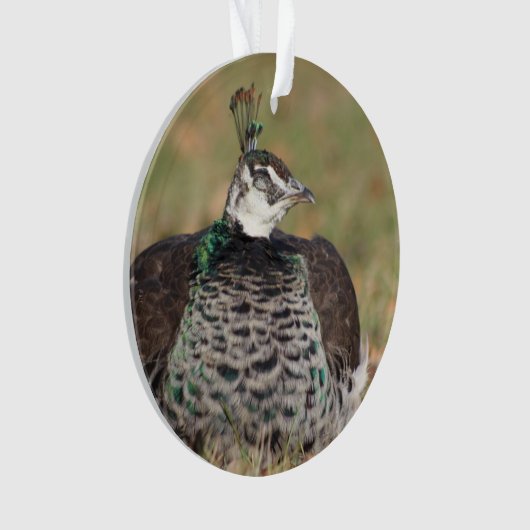 Vrouw Peacock ornament (voorkant)