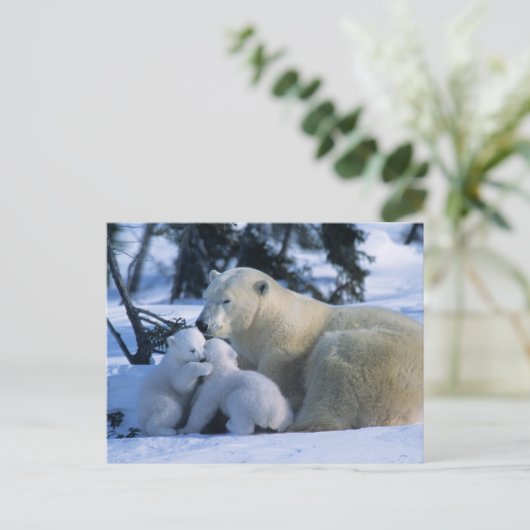 Vrouw Polar Beer Liggen Met 2 Cubs Briefkaart (Staand voorkant)