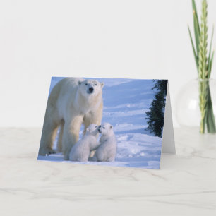 Vrouw Polar Beer met 2 Cubanen bij haar Kaart