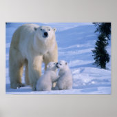 Vrouw Polar Beer met 2 kubussen bij haar Poster (Voorkant)