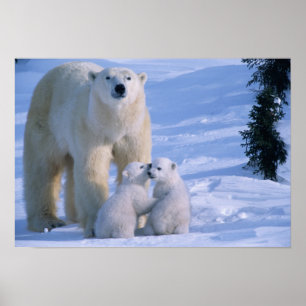 Vrouw Polar Beer met 2 kubussen bij haar Poster