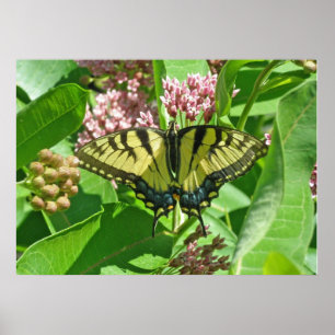 Vrouw Poster Oostelijk tijger Swallowtail Butterfl