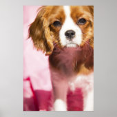 Vrouw Puppy King Charles Spaniel Poster (Voorkant)