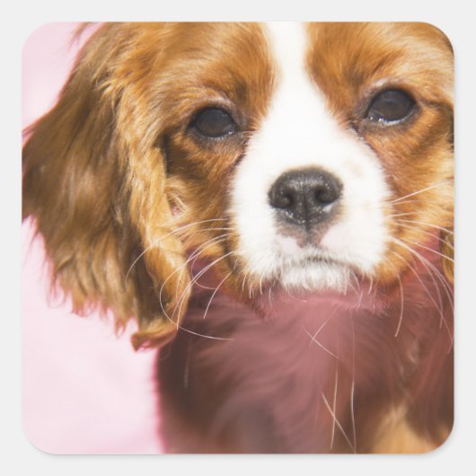 Vrouw Puppy King Charles Spaniel Square Sticker (Voorkant)