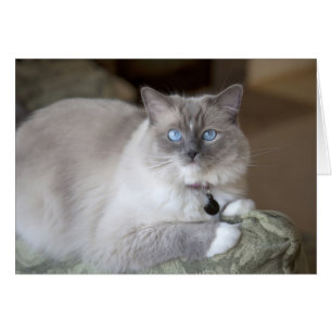 Vrouw Ragdoll Cat