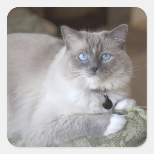 Vrouw Ragdoll Cat Vierkante Sticker (Voorkant)
