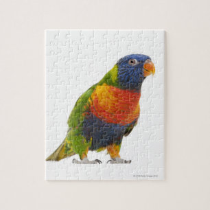Vrouw Rainbow Loriket - Trichoglossus Legpuzzel