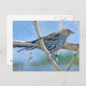 Vrouw Redwing Blackbird Briefkaart (Voorkant / Achterkant)