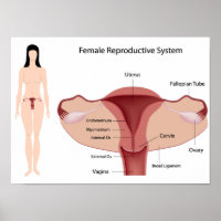 Vrouw Reproductive System Poster