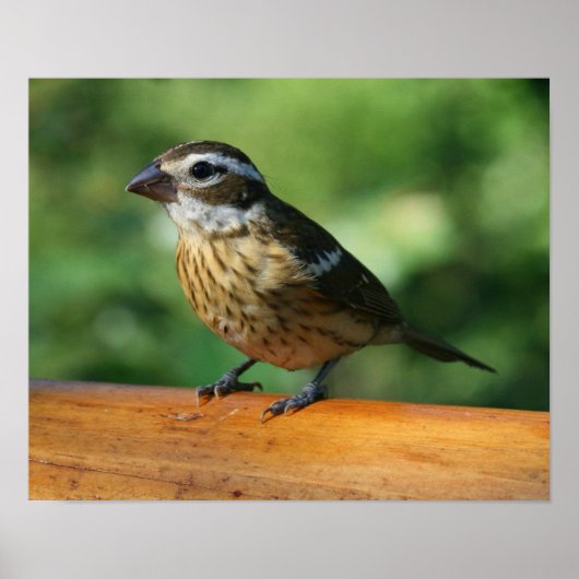 Vrouw Roos-gebluste Grosbeak vogelafdruk Poster (Voorkant)