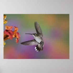 Vrouw Ruby Throated Hummingbird in flight, 2 Poster
