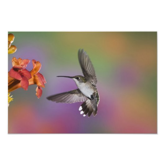 Vrouw Ruby Throated Hummingbird tijdens de vlucht Foto Afdruk (Voorkant)