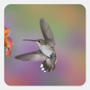 Vrouw Ruby Throated Hummingbird tijdens de vlucht Vierkante Sticker