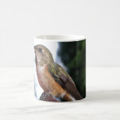 Vrouw Rufous Hummingbird - Mokken (Center)