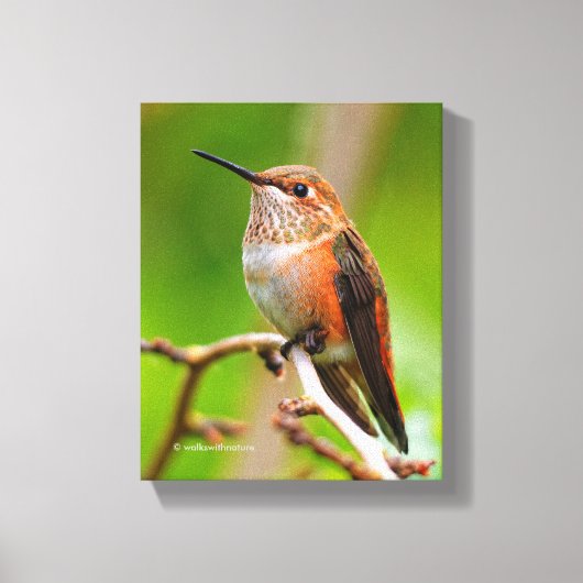 Vrouw Rufous Hummingbird on the Plum Tree Canvas Afdruk (Voorkant)