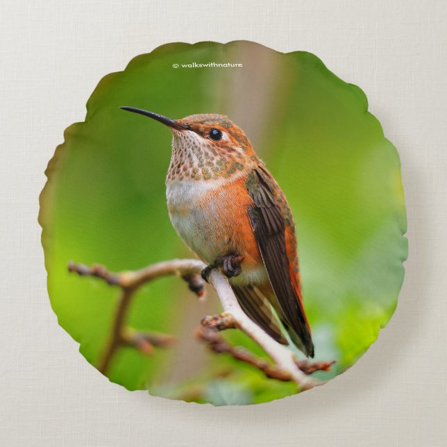 Vrouw Rufous Hummingbird on the Plum Tree Rond Kussen (Voorkant)