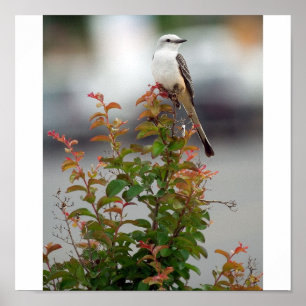 Vrouw Scissortail Flycatcher Poster