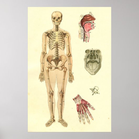 Vrouw Skeletaal Anatomie Poster (Voorkant)