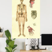 Vrouw Skeletaal Anatomie Poster (Thuiskantoor)