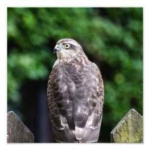 Vrouw Sparrowhawk Foto Afdruk